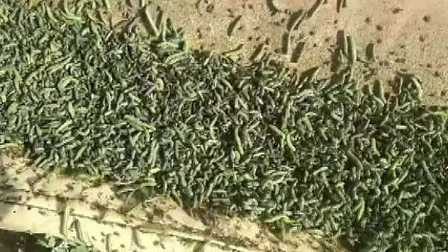 Karaman'da Karadrina kurdu alarmı