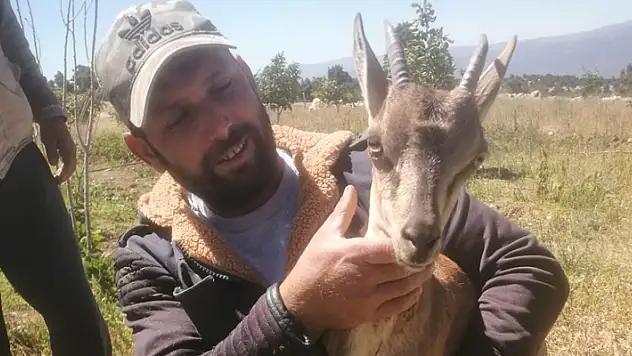 Karaman'da köpeklerin kovaladığı geyik yavrusunu vatandaşlar kurtardı
