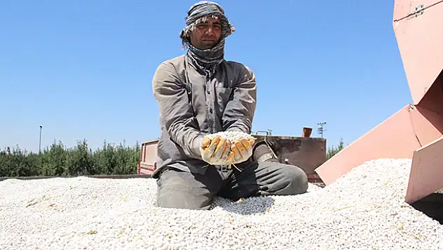 Karaman'da kuru fasulye hasadı başladı