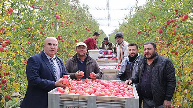 Karaman'da mevsimin son elma hasadı yapıldı