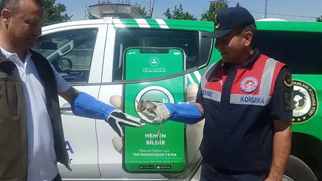 Karaman'da nesli tükenmekte olan Arap Tavşanı bitkin halde bulundu
