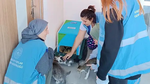 Karaman'da öğrenciler kış öncesi sokak hayvanları için barınak yaptı
