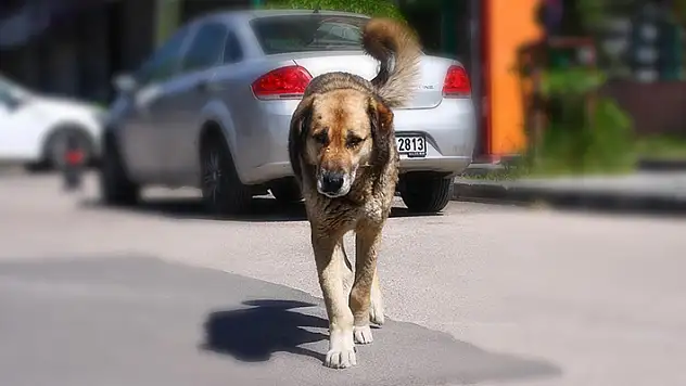 Karaman'da okul bahçesinde köpeğin saldırdığı öğrenci yaralandı
