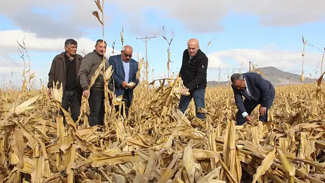 Karaman'da şiddetli rüzgar hasat edilmeyi bekleyen mısırlara zarar verdi
