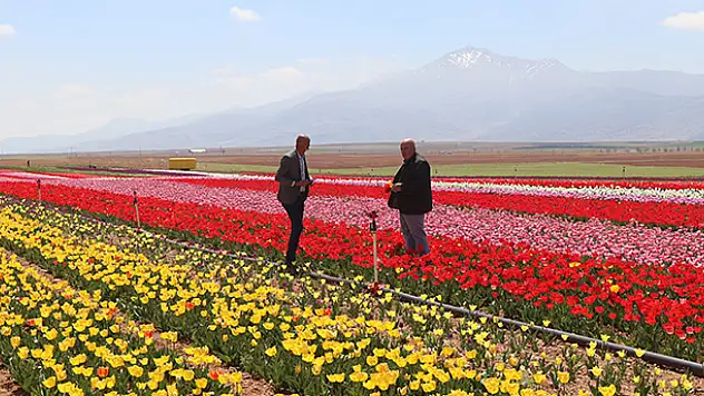 Karaman'da üretilen laleler 11 ülkede park ve bahçeleri süslüyor
