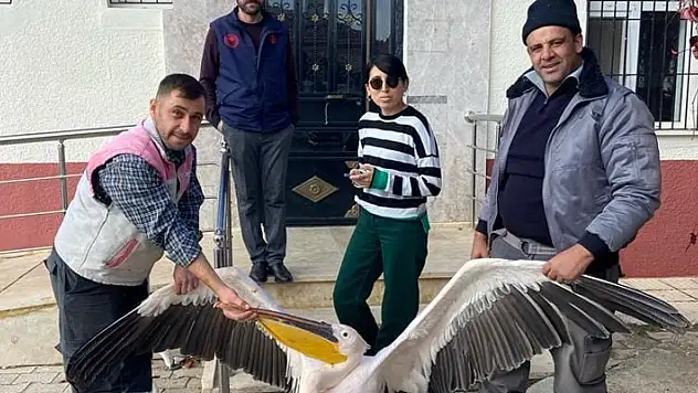 Karaman'da yaralı halde bulunan pelikan koruma altına alındı
