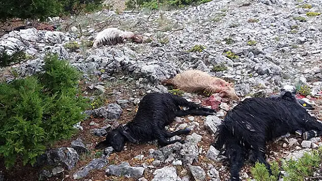 Karaman'da yıldırım düşmesi sonucu 15 keçi telef oldu