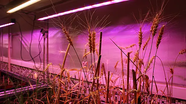 Karaman'daki üniversitenin çalışmalarında gluten değeri çok düşük buğday tohumu bulundu