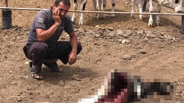 Karaman'da ahıra giren kurtlar buzağıyı yedi
