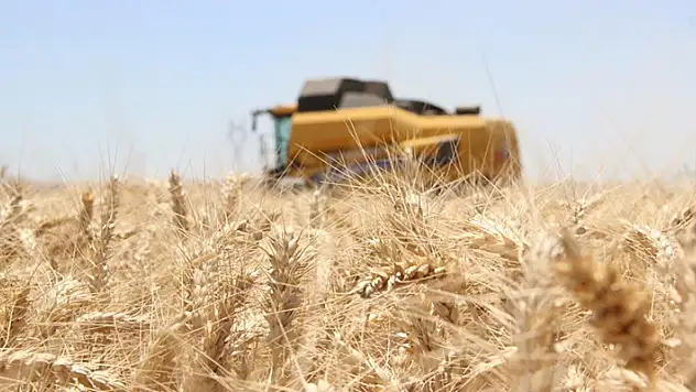 Karaman'da Alicantus ekmeklik buğdayın hasadı yapıldı
