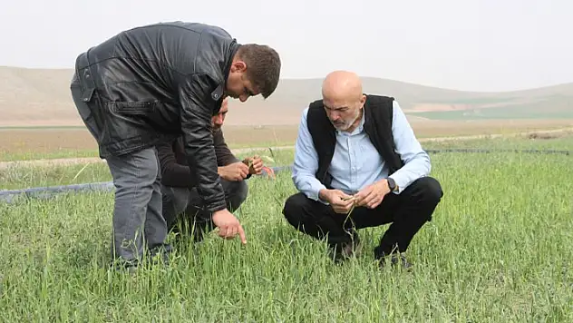 Karaman'da aniden yağan dolu ekili arazilerde zarara yol açtı

