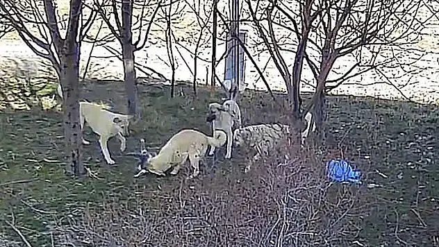 Karaman'da başıboş köpeklerin kediyi öldürdüğü anlar kameraya yansıdı