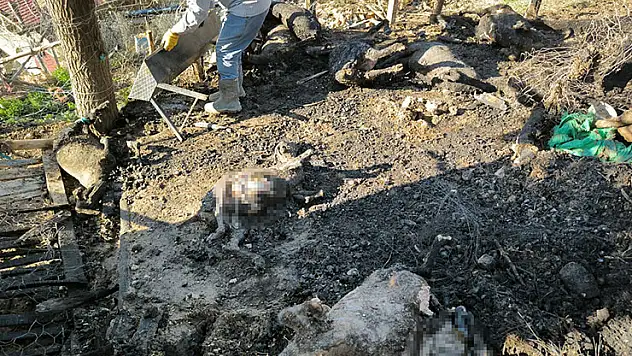 Karaman'da çıkan yangında 11 küçükbaş hayvan telef oldu