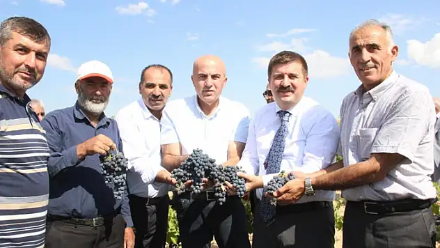 Karaman'da coğrafi işaretli kara elmasın hasadı başladı