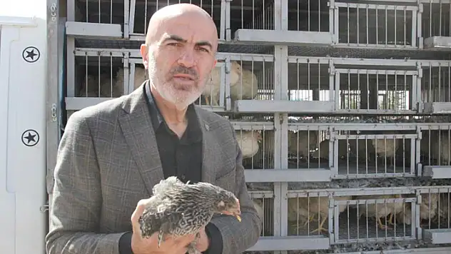 Karaman'da kendi yumurtalarını üretmeleri için köylülere tavuk ve horoz dağıtıldı
