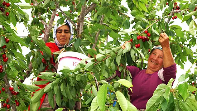 Karaman'da kiraz hasadı başladı