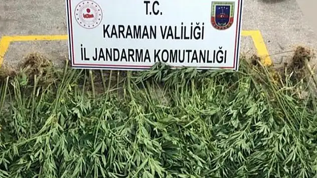 Karaman'da mısır tarlasına kenevir eken 1'i Afganistan uyruklu, 2 kişi tutuklandı
