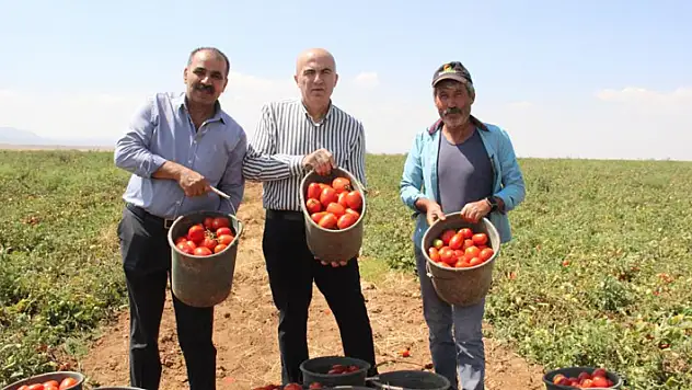 Karaman'da salçalık domates ve biber hasadı başladı
