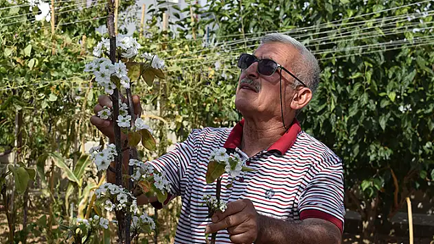 Karaman'da sonbaharda çiçek açan armut fidanı şaşırttı
