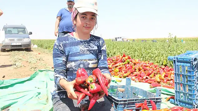 Karaman'da üretilen salçalık biberler Konya'nın da aralarında olduğu 7 ile gönderiliyor
