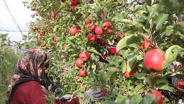 Karamanlı üreticiler, elmanın büyükşehirlerde 4 katı fazla fiyata satılmasından rahatsız! 