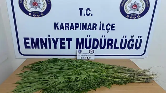 Karapınar'da 257 kök Hint keneviri ele geçirildi
