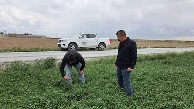 Karapınar'da dolu yağışından zarar gören ekili alanlarda inceleme yapıldı
