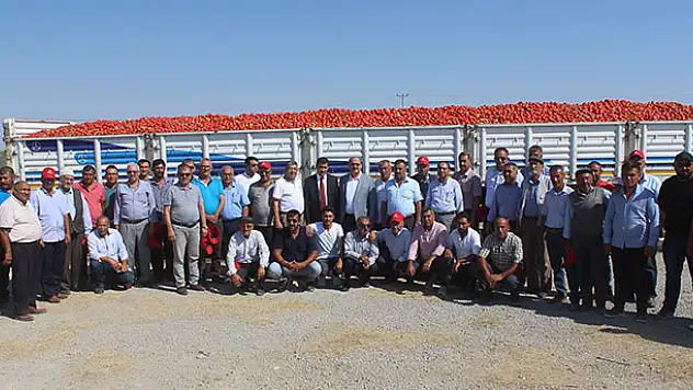 Karapınar'da domates hasadı etkinliği yapıldı