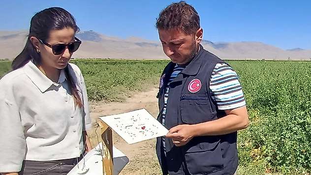 Karapınar'da domates tarlaları inceleme altında