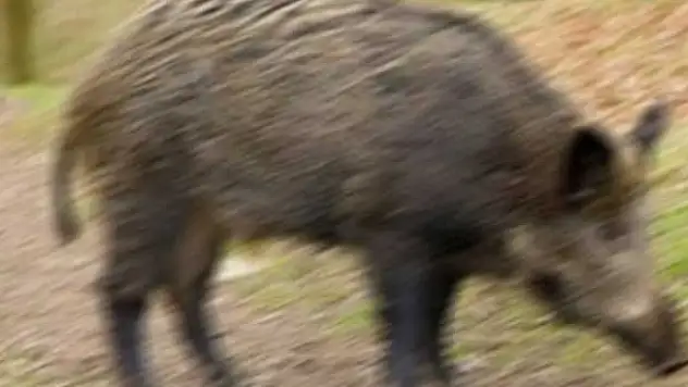 Karapınar'da domuz saldırısına uğrayan çoban yaralandı
