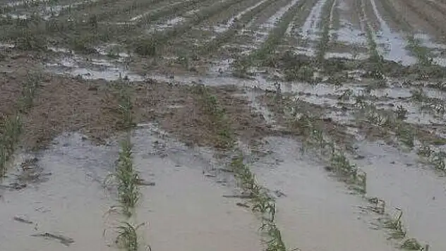 Karapınar'da etkili olan dolu yağışı, ekili alanlarda zarara yol açtı