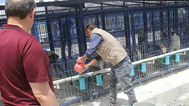 Karapınar'da hayvan barınağı sahipsiz hayvanlar için yuva oldu