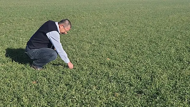 Karapınar'da hububat ekim alanları arttı
