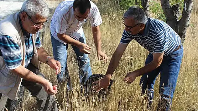 Karapınar'da 'Mera Tipi Çok Yıllık Yem Bitkisi Çeşitlerinin Islahı' projesi
