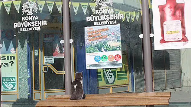 Karapınar'da otobüs durağındaki kedi gülümsetti