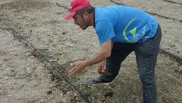 Karapınar'da sokağa çıkma kısıtlamasından muaf tutulan çiftçiler çalışmaya devam ediyor