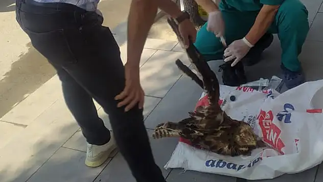 Karapınar'da yaralı bulunan şahin tedavi altına alındı
