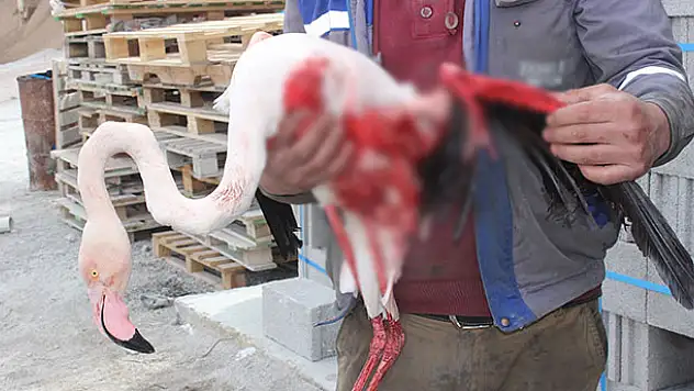 Karapınar'da yaralı flamingo tedavi altına alındı