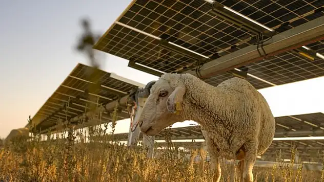 Karapınar Güneş Enerjisi Santrali'nin sahası, küçükbaş hayvanlar için otlatmaya açıldı