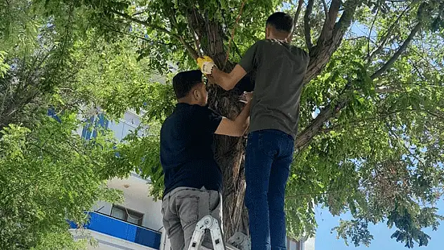Karapınar'da esnafın kedi seferberliği