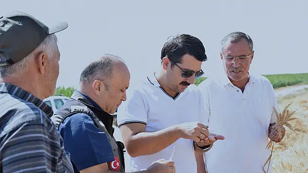 Karapınar'da sezonun son buğday hasadı yapıldı
