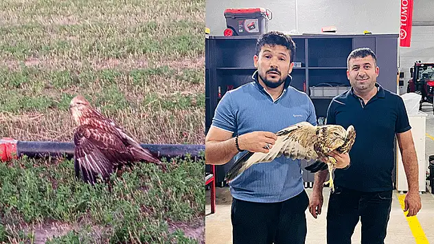 Karapınar'da yaralı halde bulunan Kızıl Şahin koruma altına alındı