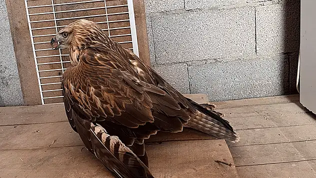 Karapınar'da yaralı kızıl şahin bulundu