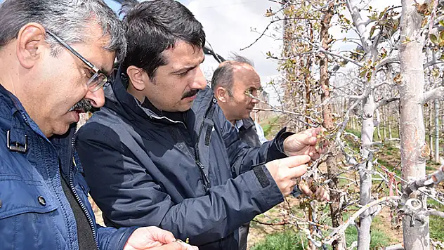 Karapınar'da zirai don sonrası tarım alanlarında incelemelerde bulundu