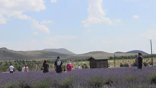 Karapınar'daki lavanta bahçesi turistlerin uğrak noktası oldu