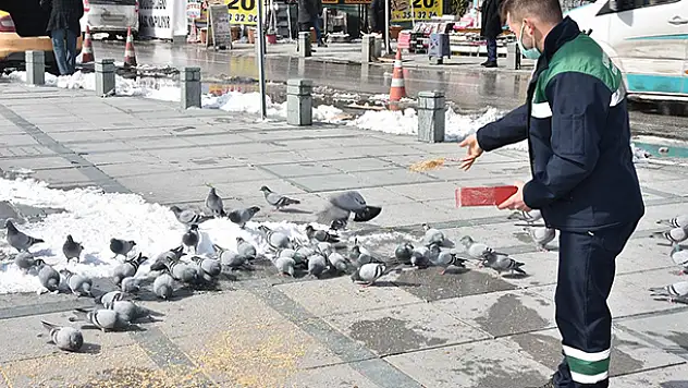 Karatay Belediyesi ekipleri sokak hayvanları için yiyecek ve su bıraktı