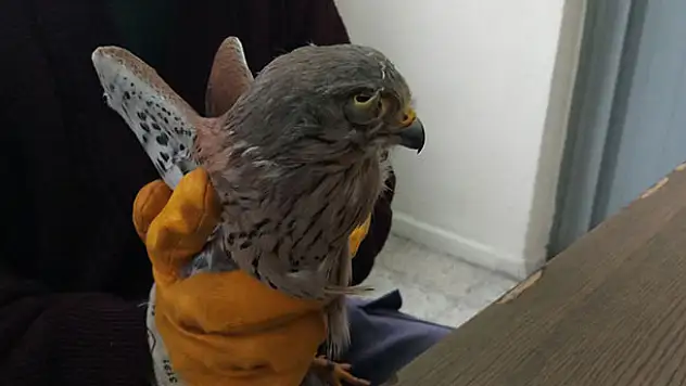 Karatay Belediyesi hayvanat bahçesi yaralı hayvanlara unut oluyor