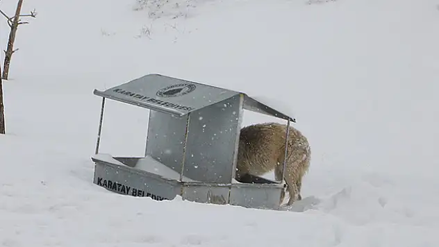 Karatay Belediyesi kara kışta sokak hayvanlarını unutmadı