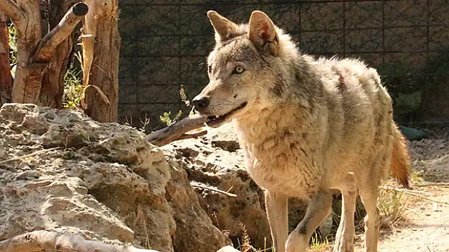 Karatay Belediyesi nesli tükenmekte olan hayvanları koruma altına alıyor