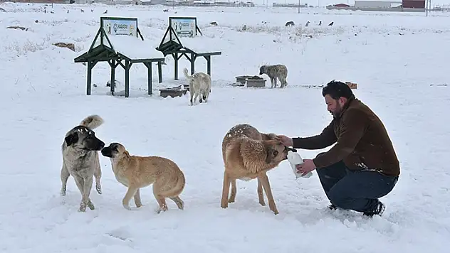 Karatay Belediyesi sokak hayvanları için yiyecek bıraktı